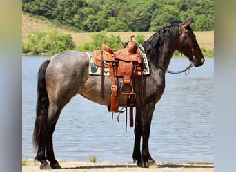 Friesian horses Mix, Mare, 3 years, 15 hh, Roan-Blue