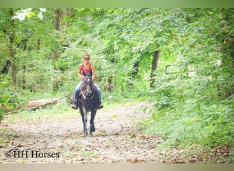 Friesian horses, Mare, 3 years, 15 hh, Roan-Blue