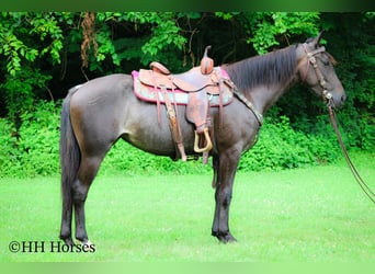 Friesian horses, Mare, 3 years, 15 hh, Roan-Blue