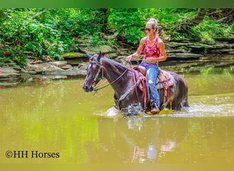 Friesian horses, Mare, 3 years, 15 hh, Roan-Blue