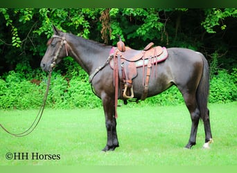 Friesian horses, Mare, 3 years, 15 hh, Roan-Blue