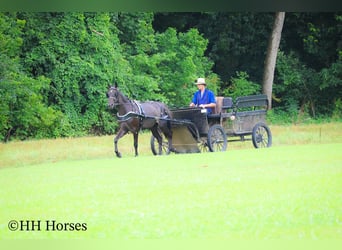 Friesian horses, Mare, 3 years, 15 hh, Roan-Blue