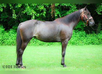 Friesian horses, Mare, 3 years, 15 hh, Roan-Blue