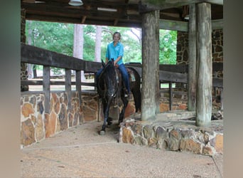 Friesian horses, Mare, 3 years, 15 hh