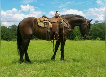 Friesian horses, Mare, 3 years, 15 hh