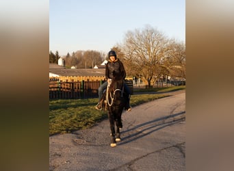 Friesian horses, Mare, 3 years, 15,1 hh, Black