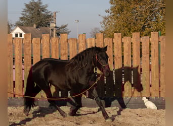 Friesian horses, Mare, 3 years, 15,1 hh, Black