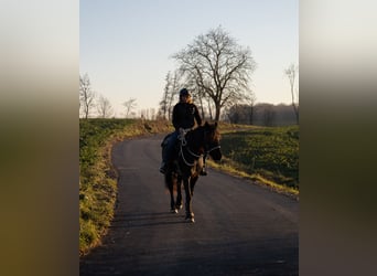 Friesian horses, Mare, 3 years, 15,1 hh, Black