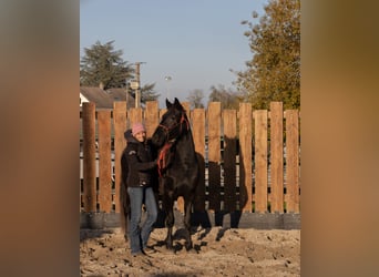 Friesian horses, Mare, 3 years, 15,1 hh, Black