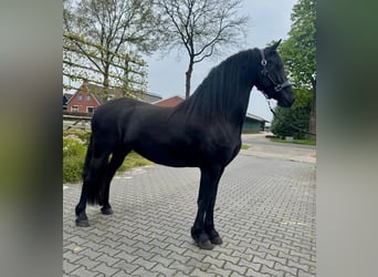Friesian horses, Mare, 3 years, 15,2 hh, Black