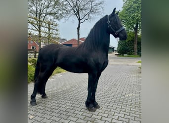 Friesian horses, Mare, 3 years, 15,2 hh, Black