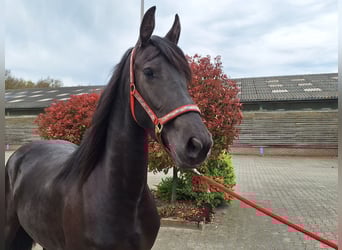 Friesian horses, Mare, 3 years, 15,3 hh, Black