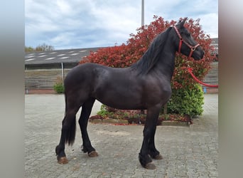 Friesian horses, Mare, 3 years, 15,3 hh, Black