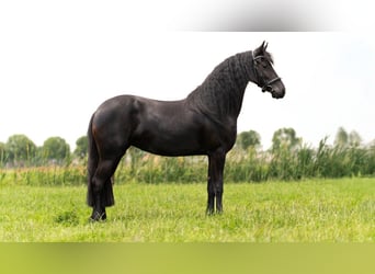 Friesian horses, Mare, 3 years, 16.1 hh, Black