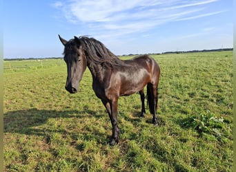 Friesian horses, Mare, 3 years, 16.1 hh