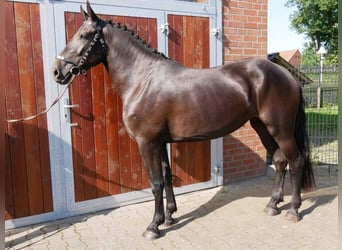 Friesian horses Mix, Mare, 3 years, 16.1 hh