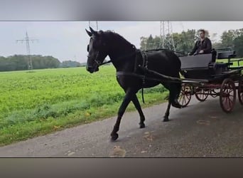 Friesian horses Mix, Mare, 3 years, 16.1 hh
