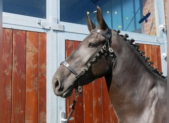 Friesian horses Mix, Mare, 3 years, 16.1 hh