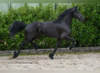 Friesian horses, Mare, 3 years, 16.3 hh, Black Friesian horses, Mare, 3 years, 16.3 hh, Black
