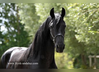 Friesian horses, Mare, 3 years, 16.3 hh, Black Friesian horses, Mare, 3 years, 16.3 hh, Black