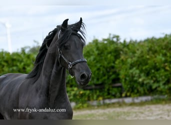 Friesian horses, Mare, 3 years, 16.3 hh, Black Friesian horses, Mare, 3 years, 16.3 hh, Black