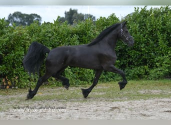 Friesian horses, Mare, 3 years, 16.3 hh, Black Friesian horses, Mare, 3 years, 16.3 hh, Black