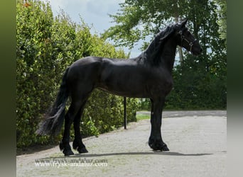 Friesian horses, Mare, 3 years, 16.3 hh, Black Friesian horses, Mare, 3 years, 16.3 hh, Black