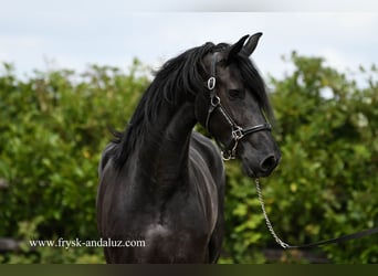 Friesian horses, Mare, 3 years, 16.3 hh, Black Friesian horses, Mare, 3 years, 16.3 hh, Black