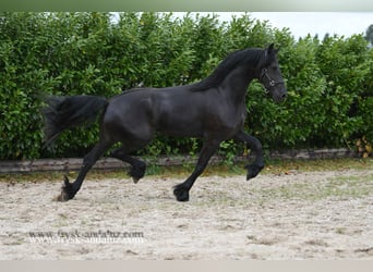Friesian horses, Mare, 3 years, 16.3 hh, Black Friesian horses, Mare, 3 years, 16.3 hh, Black