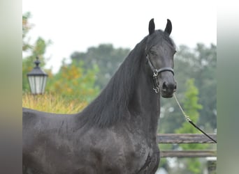 Friesian horses, Mare, 3 years, 16 hh, Black