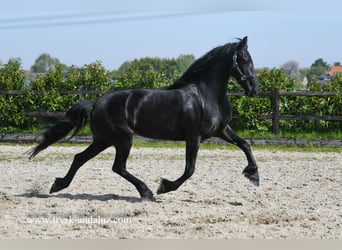 Friesian horses, Mare, 3 years, 16 hh, Black