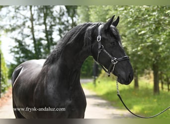 Friesian horses, Mare, 3 years, 16 hh, Black