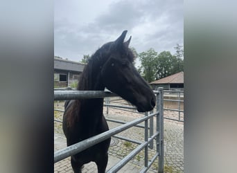 Friesian horses, Mare, 3 years, 16 hh, Black
