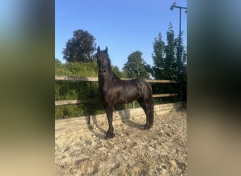 Friesian horses, Mare, 3 years, 16 hh, Black