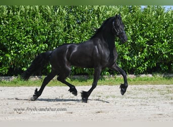 Friesian horses, Mare, 3 years, 16 hh, Black