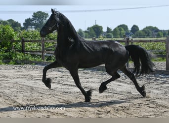 Friesian horses, Mare, 3 years, 16 hh, Black