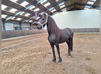 Friesian horses, Mare, 3 years, 16 hh, Black