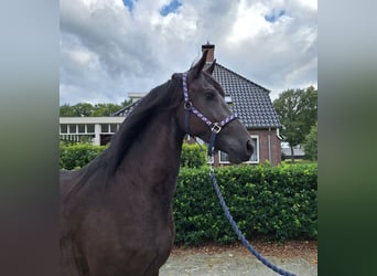 Friesian horses, Mare, 3 years, 16 hh, Black