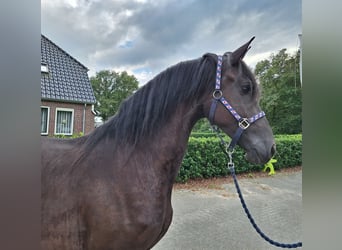 Friesian horses, Mare, 3 years, 16 hh, Black