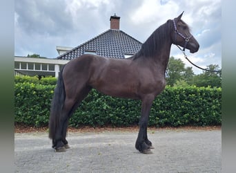 Friesian horses, Mare, 3 years, 16 hh, Black