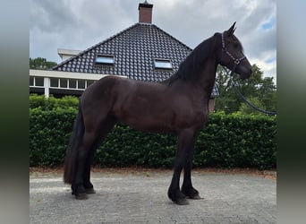 Friesian horses, Mare, 3 years, 16 hh, Black