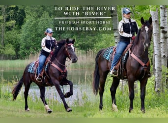 Friesian horses Mix, Mare, 3 years, 16 hh, Black