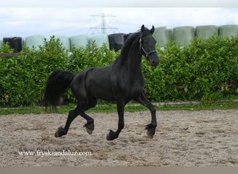 Friesian horses, Mare, 3 years, 16,2 hh, Black
