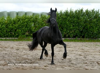 Friesian horses, Mare, 3 years, 16,2 hh, Black