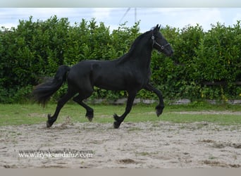 Friesian horses, Mare, 3 years, 16,2 hh, Black