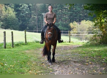 Friesian horses Mix, Mare, 3 years, Bay