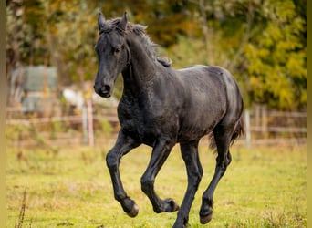 Friesian horses, Mare, 3 years, Black