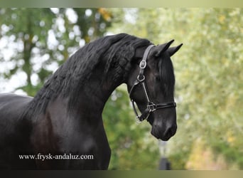 Friesian horses, Mare, 3 years, Black