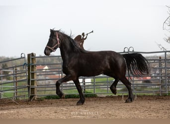 Friesian horses, Mare, 3 years, Black