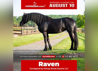 Friesian horses, Mare, 3 years, Black